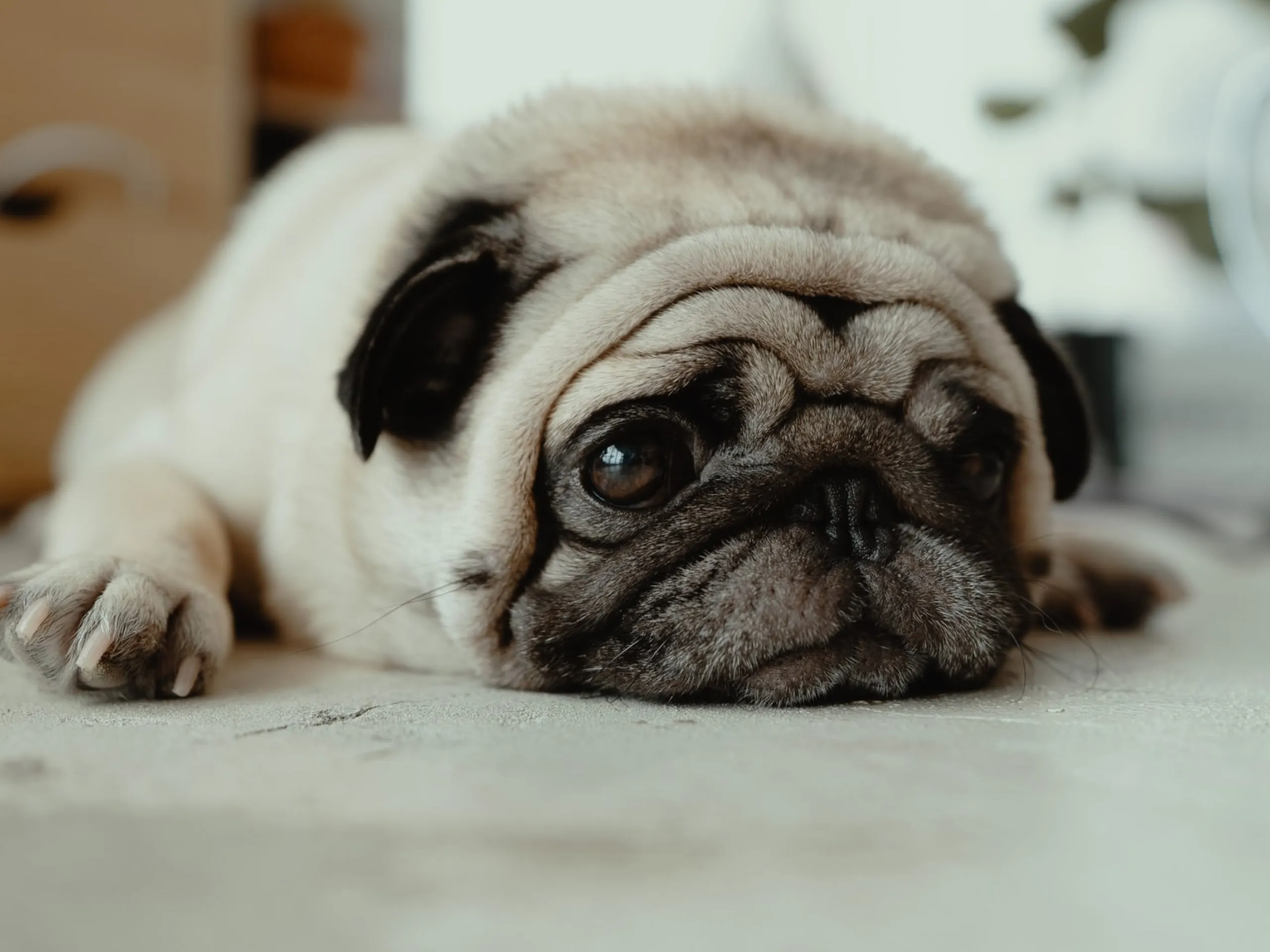 Are Tums safe for dogs?